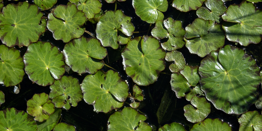 Maintain and Care For Your Pond
