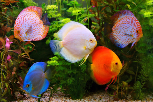 best freshwater aquarium fish