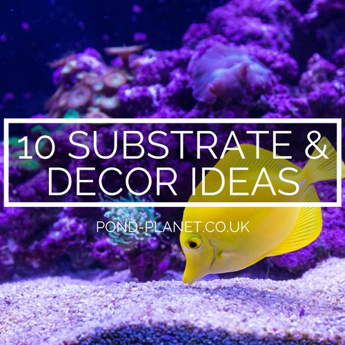10 Substrate and Decor Ideas for Creating a Beautiful Aquarium