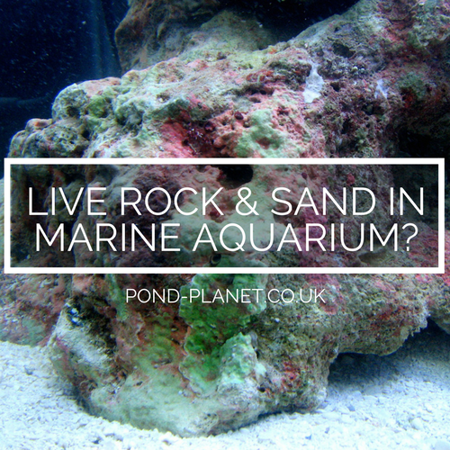 Are Live Rocks and Live Sands Essential in a Marine Aquarium Setup?