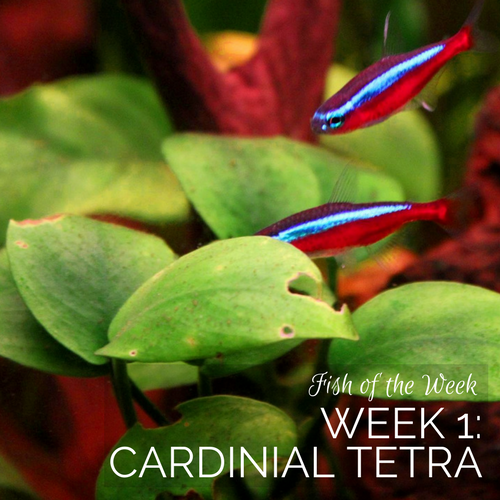 Week 1: Cardinal Tetra
