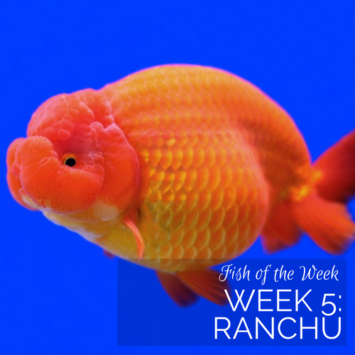 Week 5: Ranchu