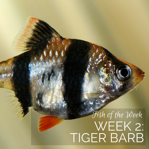 Week 2: Tiger Barb