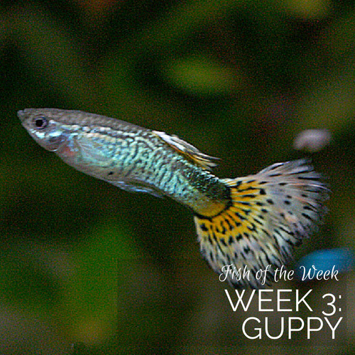 Week 3: The Guppy