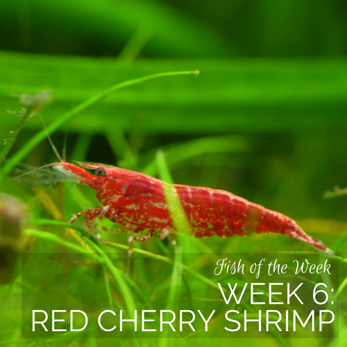 Week 6: Red Cherry Shrimp