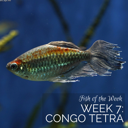 Week 7: Congo Tetra