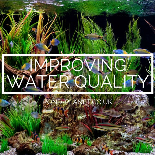 Do You Have Green Aquarium Water? Here’s How To Fix It