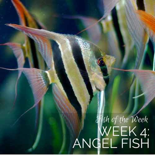 Week 4: Angel Fish