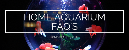 Setting up a Home Aquarium: FAQs
