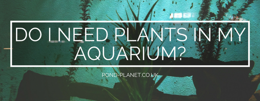 Do I Need Plants in My Aquarium?