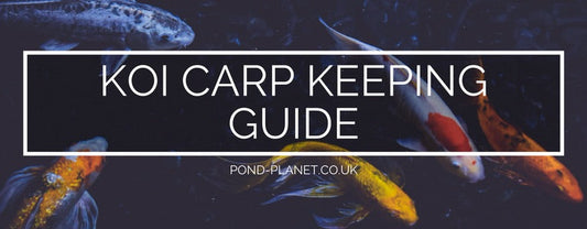 The Pond Planet Koi Carp Keeping Guide
