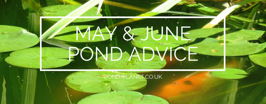 Pond Advice for May & June
