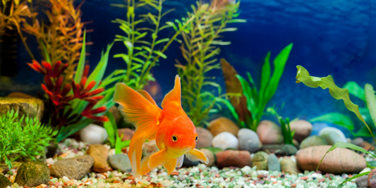 How to Cycle a Fish Tank and Why it’s So Important