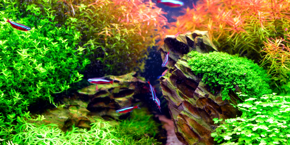 Aquascaping for Community Fish: Ultimate Tips for Vibrant Tanks