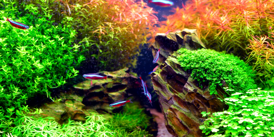 Aquarium Aquascaping Ideas: How to Aquascape your Fish Tank In 6 Easy Steps