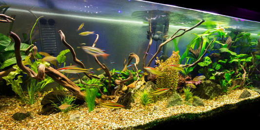Fish Tank Size Tips: How to Choose The Perfect Fish Tank