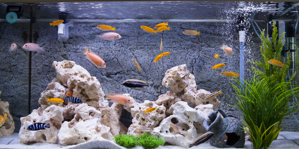 Cichlid Tank Decoration Tips: Stunning Ideas for Vibrant Aquariums