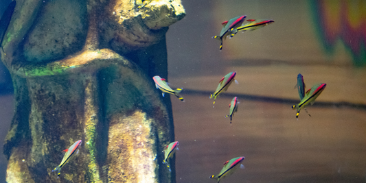 The Beginner’s Guide to Fish Food