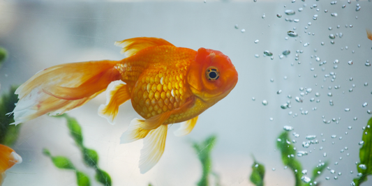 How to Water Test your Freshwater Aquarium
