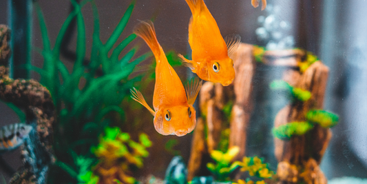 How to Maintain Your Aquarium Filter: Cleaning Tips for Every Type