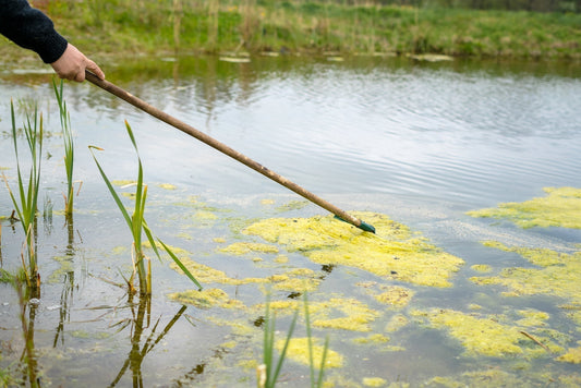 scraping pond sludge to clean a pond