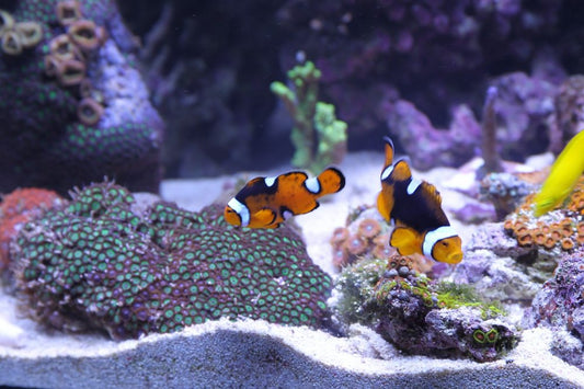 How Much And How Often Should You Feed Your Fish?
