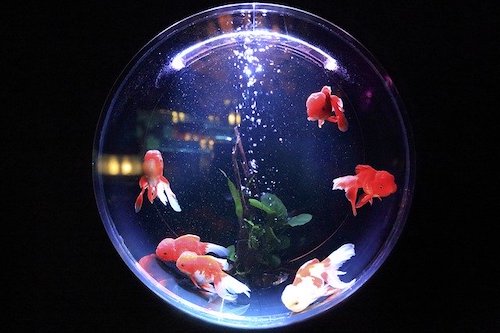 Routine Aquarium Maintenance