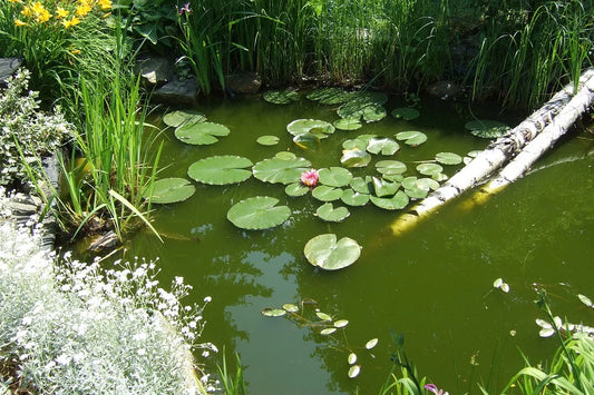 How to prepare a garden for a pond