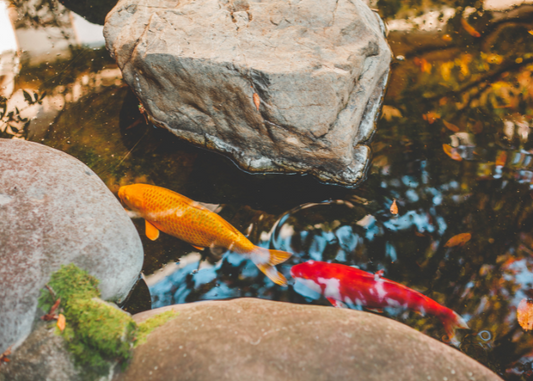 Image of two koi fish swimming through a pond, one following the other by its tail