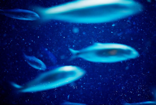 The Best Aquarium Lighting: How to Choose Aquarium Lighting for your Fish Tank