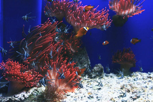 Good Fish for Starting a Tropical Fish Aquarium