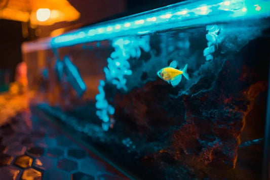 Thinking Of Setting Up A Marine Aquarium? Read This First