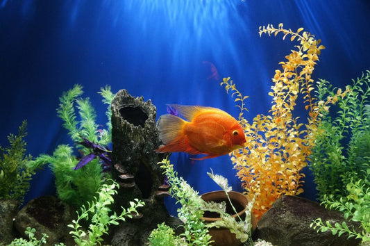 easy aquarium plants