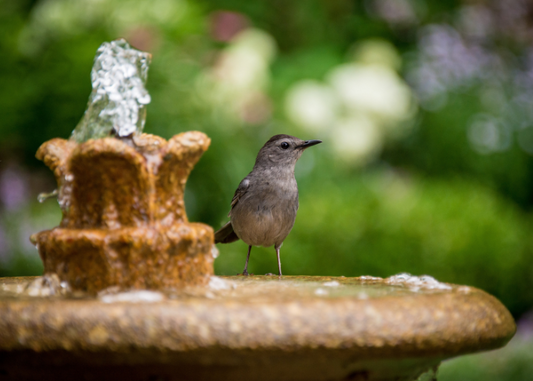 Brown sparrow sits atop a garden water fountain