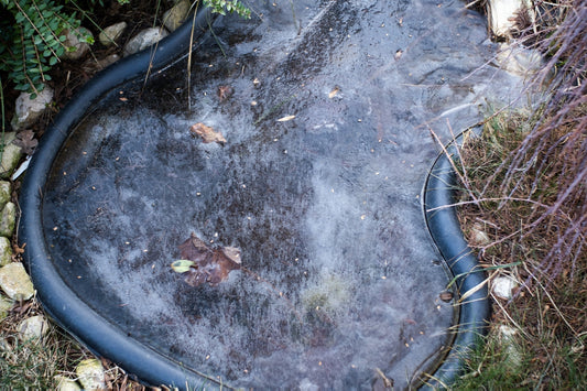 The Pond Planet Do’s and Don’ts of Winter Care