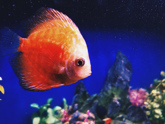orange tropical fish