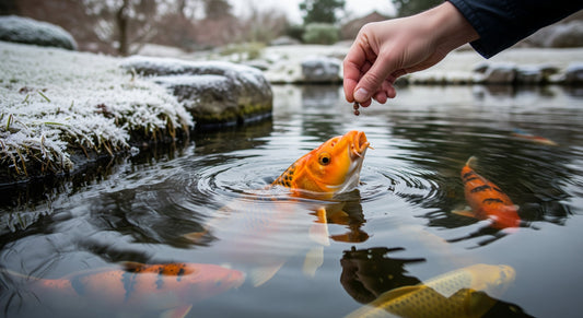 Pond Winter Care: When to stop feeding pond fish for winter
