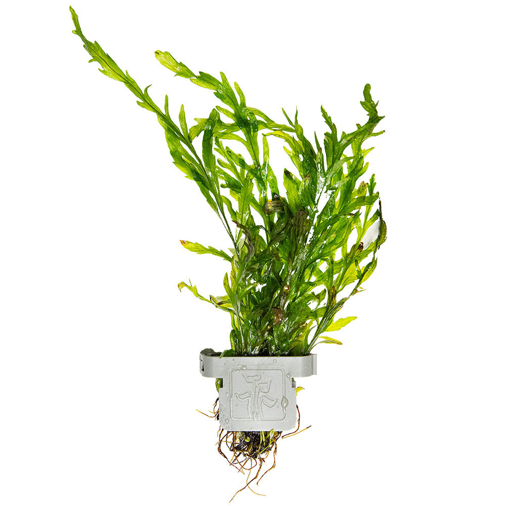 Bolbitis Heudelotii - Plant Clip