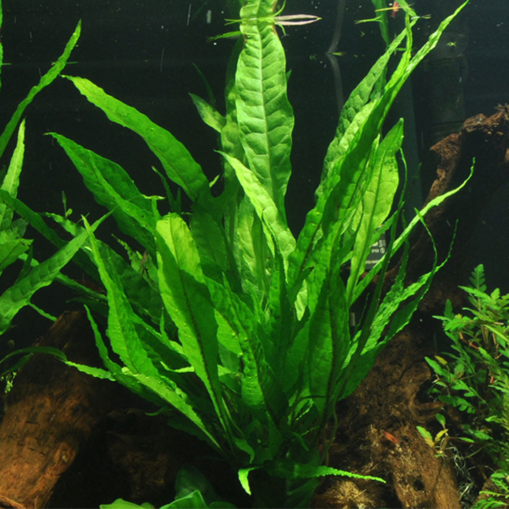 Microsorum Pteropus XL Pot