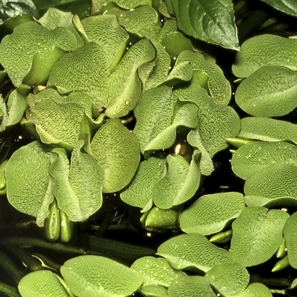 Salvinia Minima 1-2-Grow