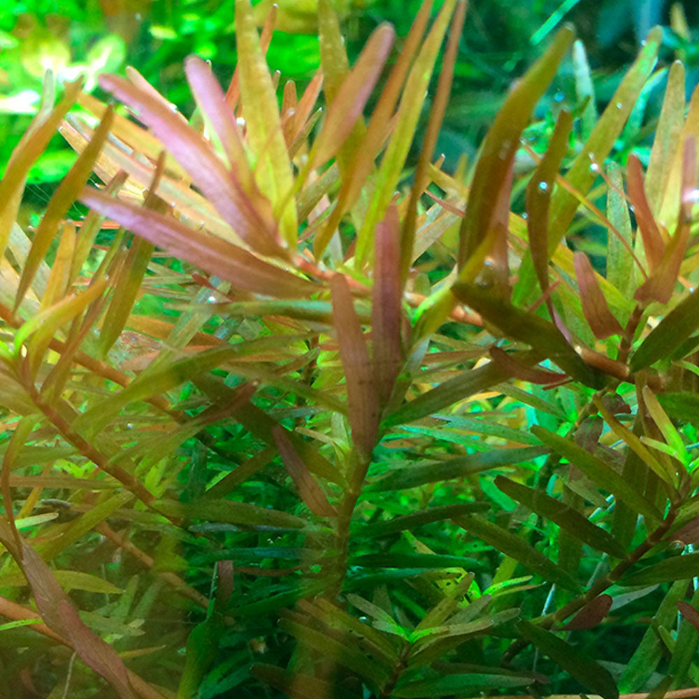 Rotala Rotundifolia H'ra 1-2-Grow