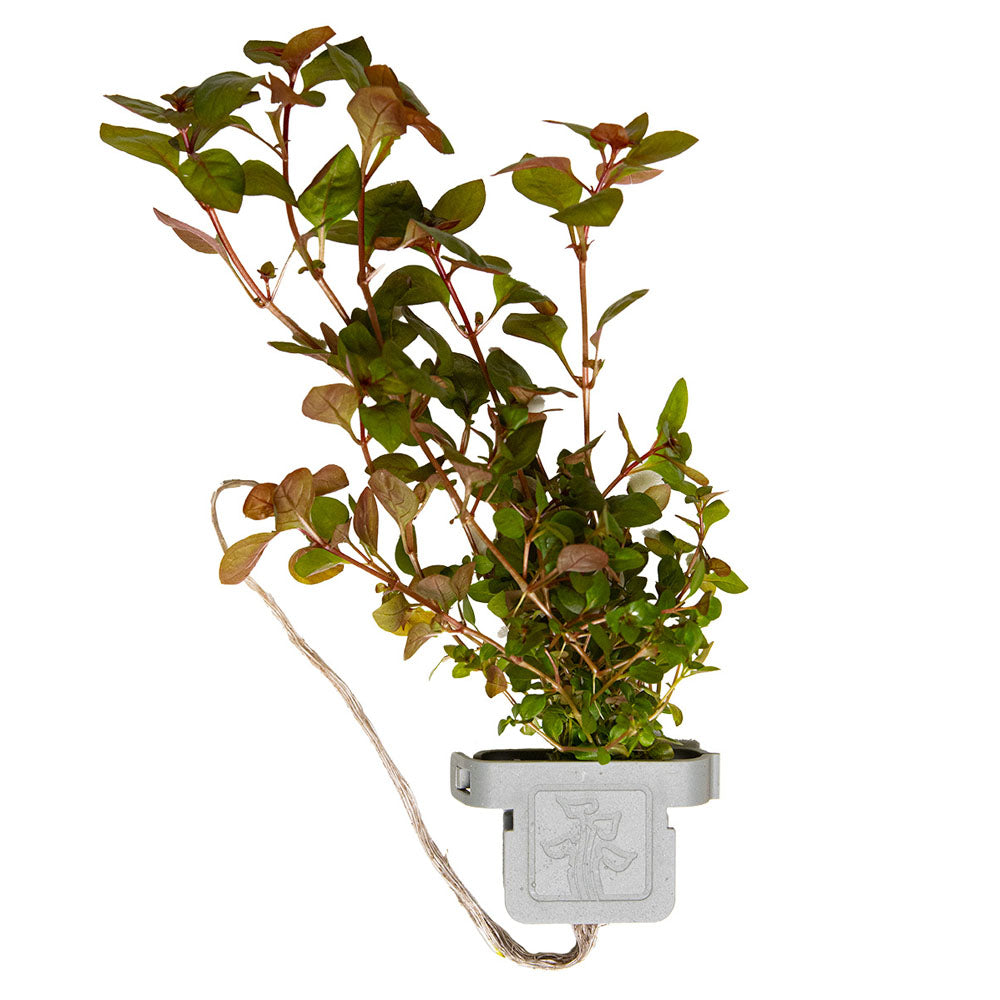 Ludwigia Paulustris Super Red - Plant Clip