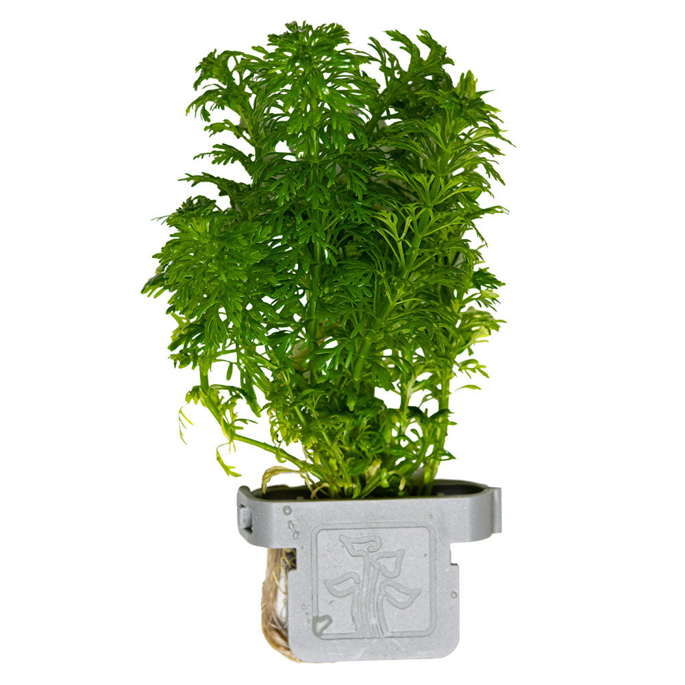 Limnophila Sessiliflora - Plant Clip