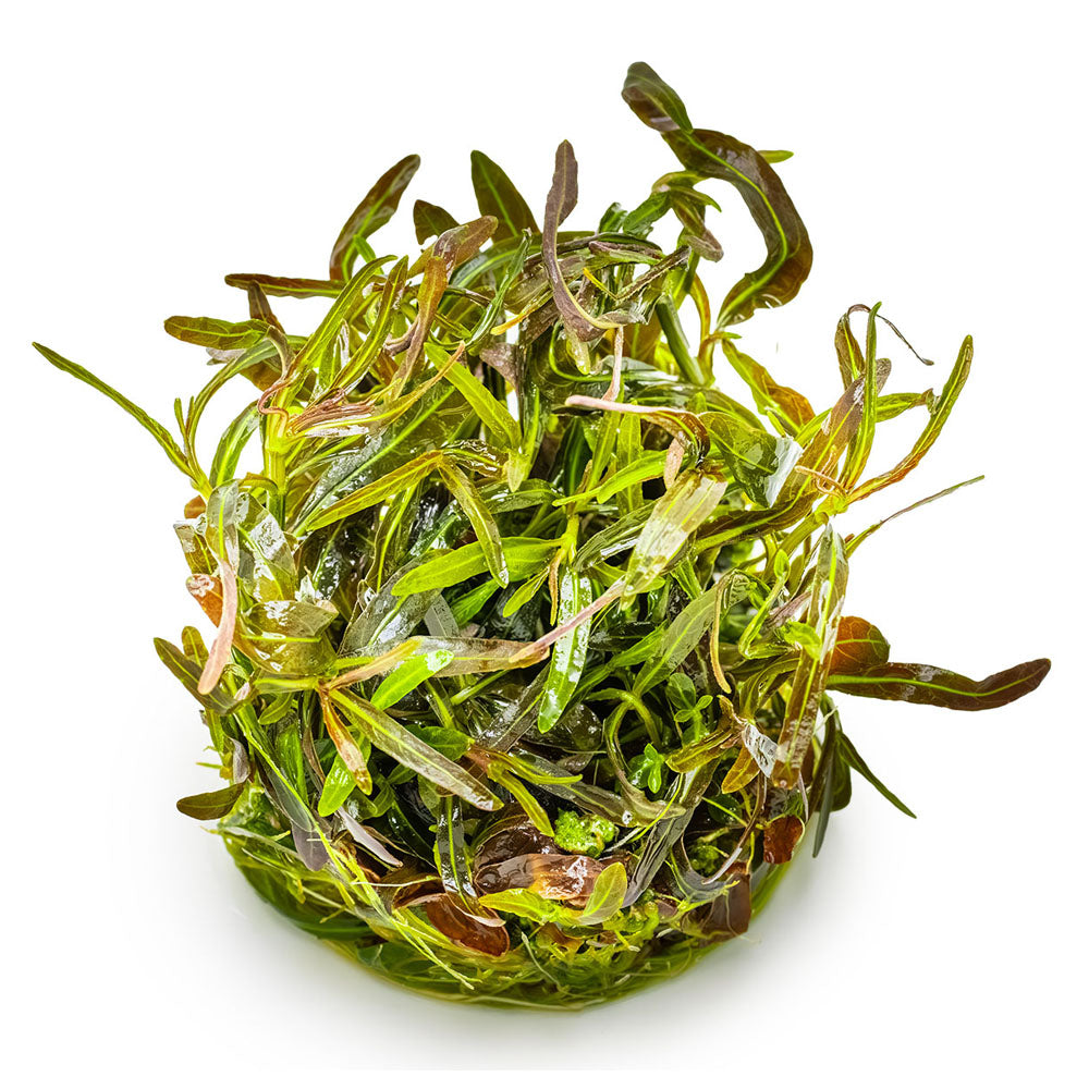 Hygrophila Lancea Araguaia 1-2-Grow