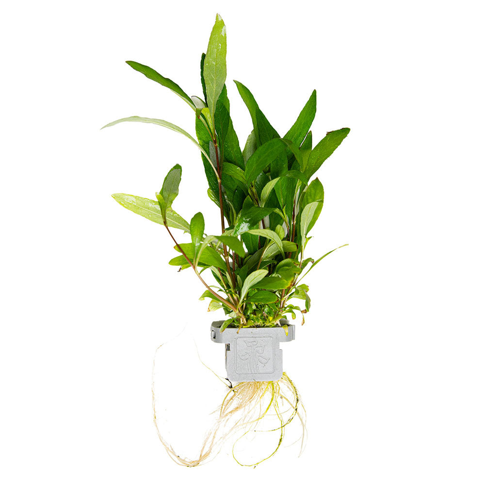 Hygrophila Corymbosa Siamensis - Plant Clip