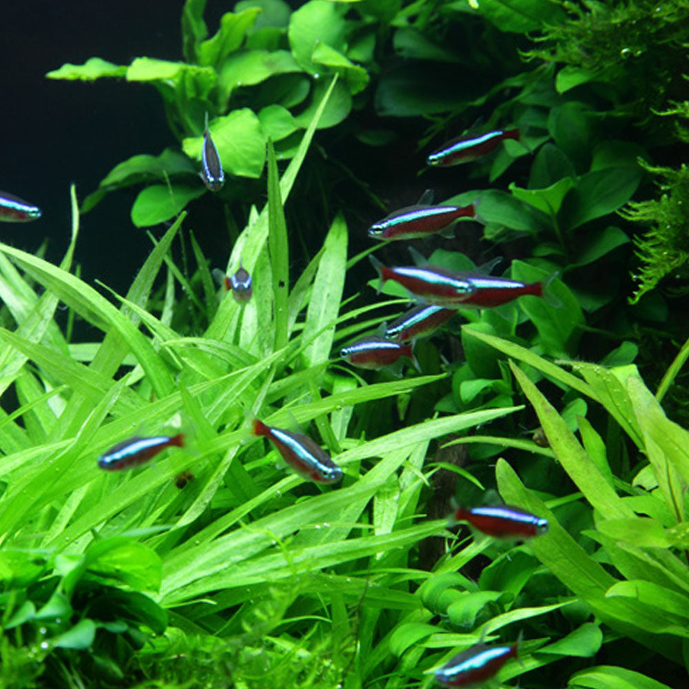 Helanthium Bolivianum Quadricostatus 1-2-Grow