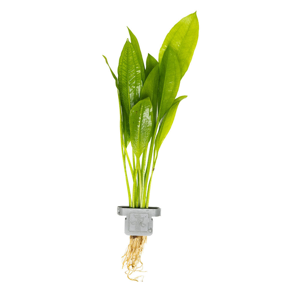 Echinodorus Grisebachii Bleherae - Plant Clip