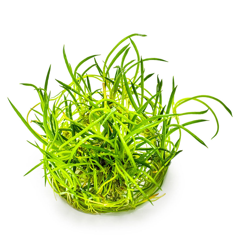 Littorella Uniflora 1-2-Grow