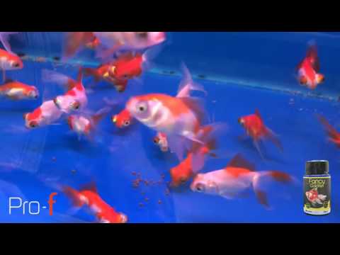 Pro-F Fancy Goldfish