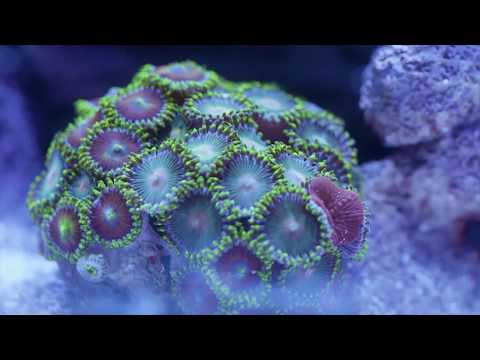 A80 LED Aquarium Light - Tuna Sun
